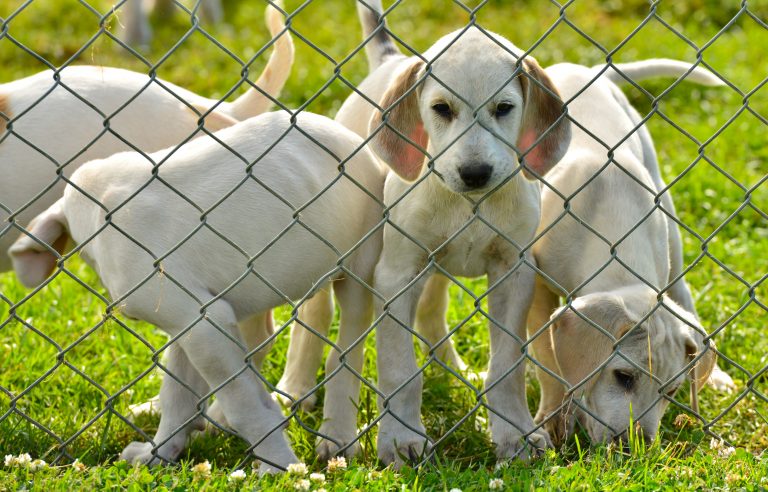cute puppies besides fencing